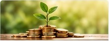 Plant and stacks of coins